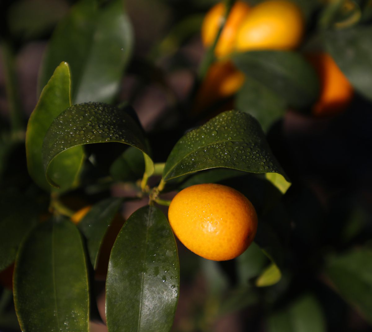 A kumquat grows on the branch.