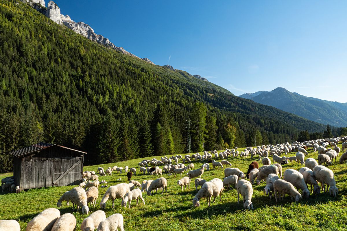 Flock of sheep at Moena, Val di Fassa valley, Trentino, Italy, Europe
