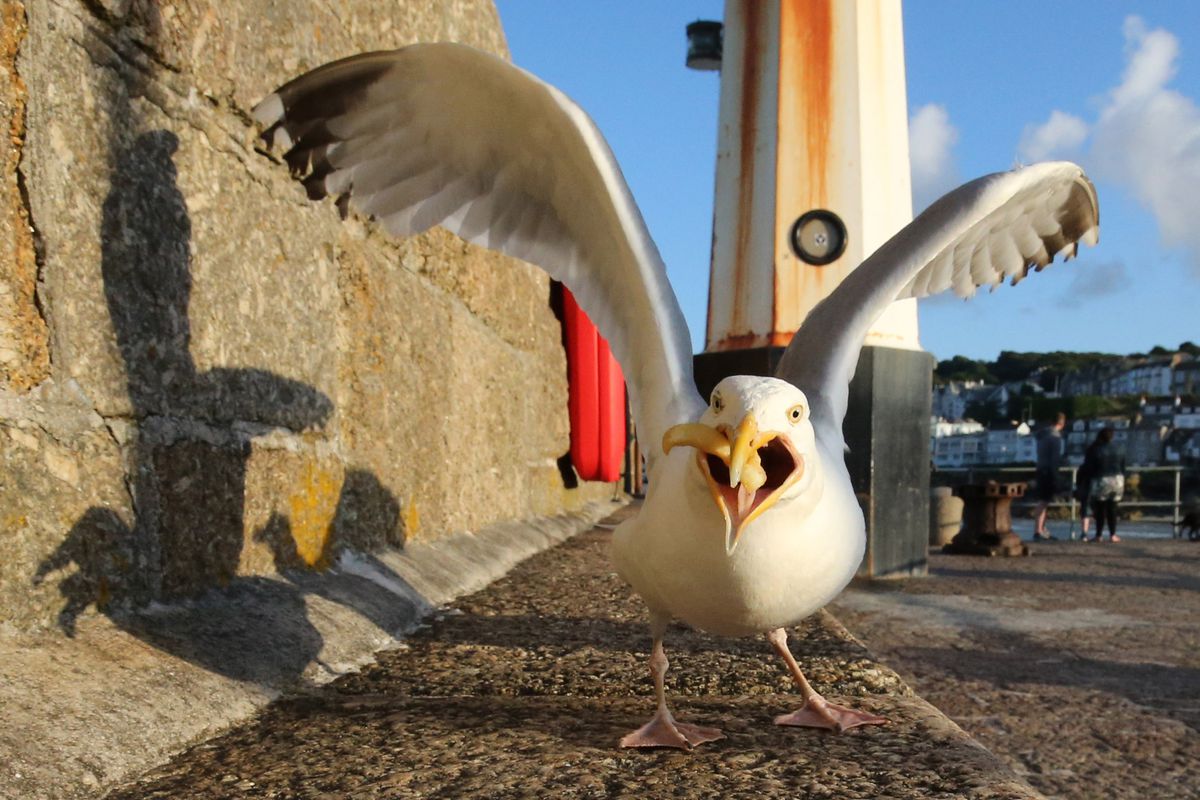 a seagull with its wings aggressively unfurled and seemingly mid-squawk with a french fry in its mouth stairs down the camera