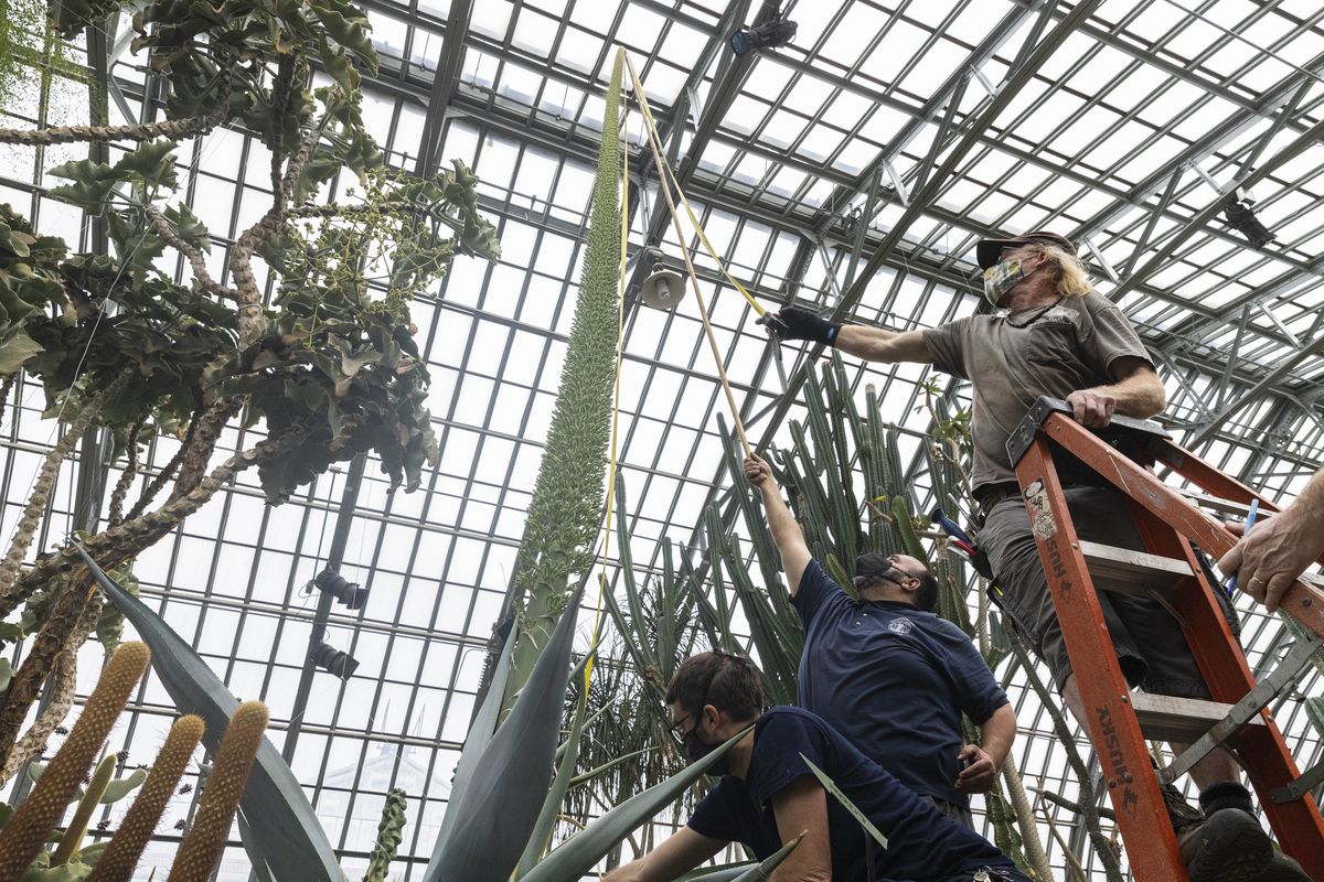 From left to right Gus Coliadis, Victor Amo and Ray Jorgensen hold and try to measure the stalk of Guien, an agave in a death bloomat the Garfield Park Conservatory in Garfield Park, Wednesday, Jan. 12, 2022.