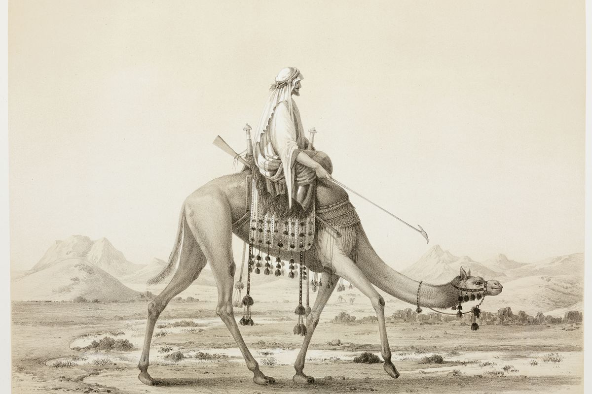 Nomani dromedary, Egypt, 1830-1831.