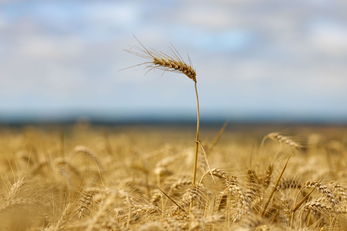 Wheat Harvest as UK Farms Bake