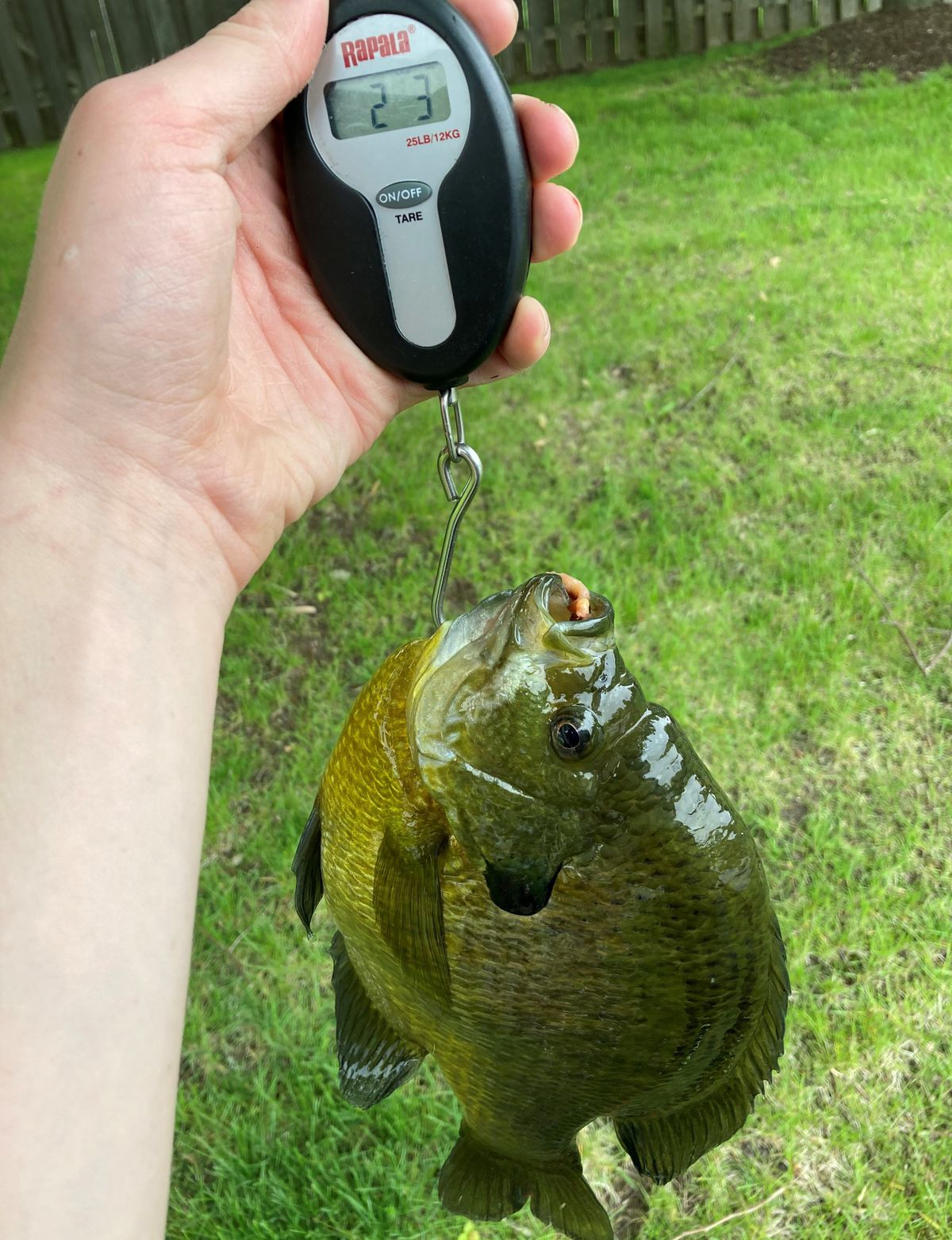Closeup of Oliver Byrnes weighing his really big bluegill. Provided photo