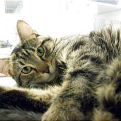 Chloe the cat, Pet of the Week - Credit: Salt Lake County Animal Services