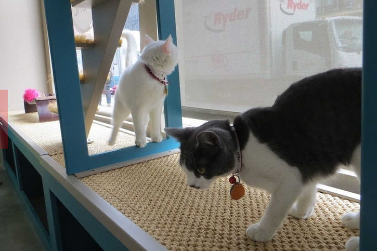 Kitty's roaming around the Cat Cafe pop-up this spring. 