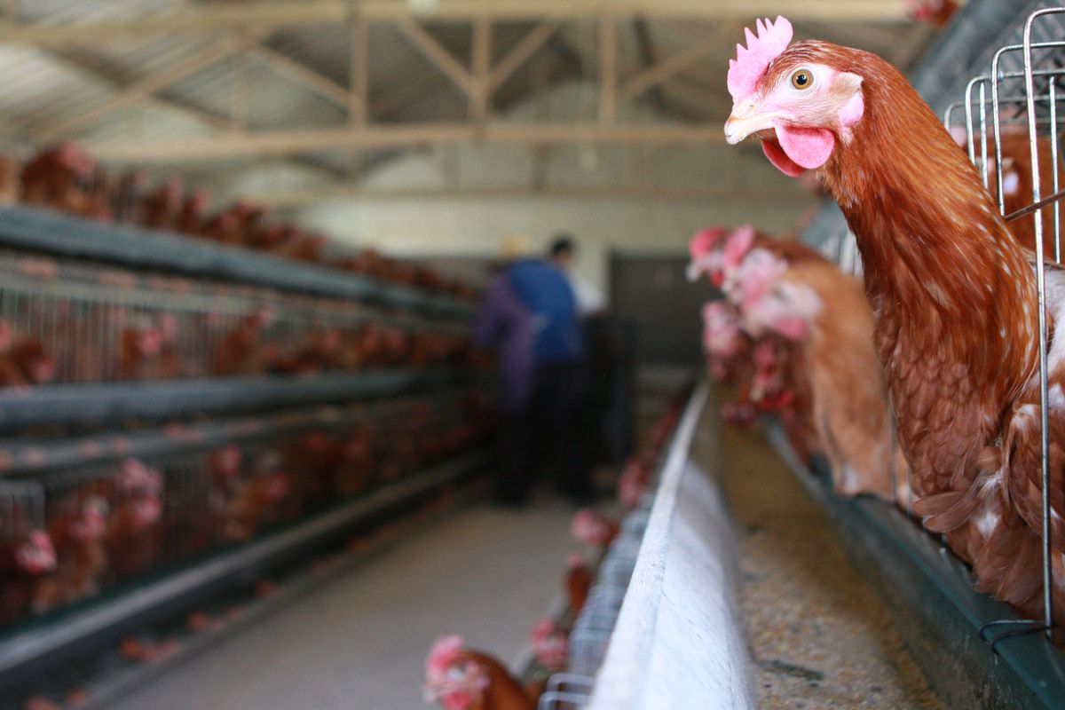 77 H7N9 Bird Flu Cases Confirmed In China