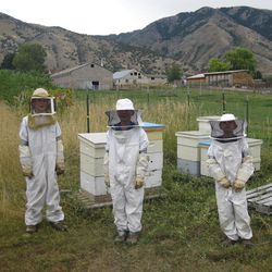 Bees Brothers with their Logan hives: Nathan Huntzinger, 13; Sam Huntzinger, 12; and Ben Huntzinger, 9.