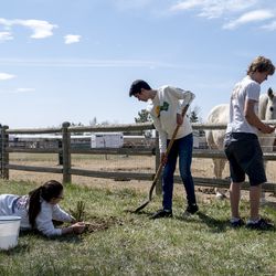 Doğu Lisesi Sürdürülebilirlik Kulübü üyesi Molly Malek ve eş başkan Gabriel Nagel, üye Jack Antonson, Colorado Boulder County'deki bir mülkte atları otla beslerken mavi bir ladin fidanı dikiyor.