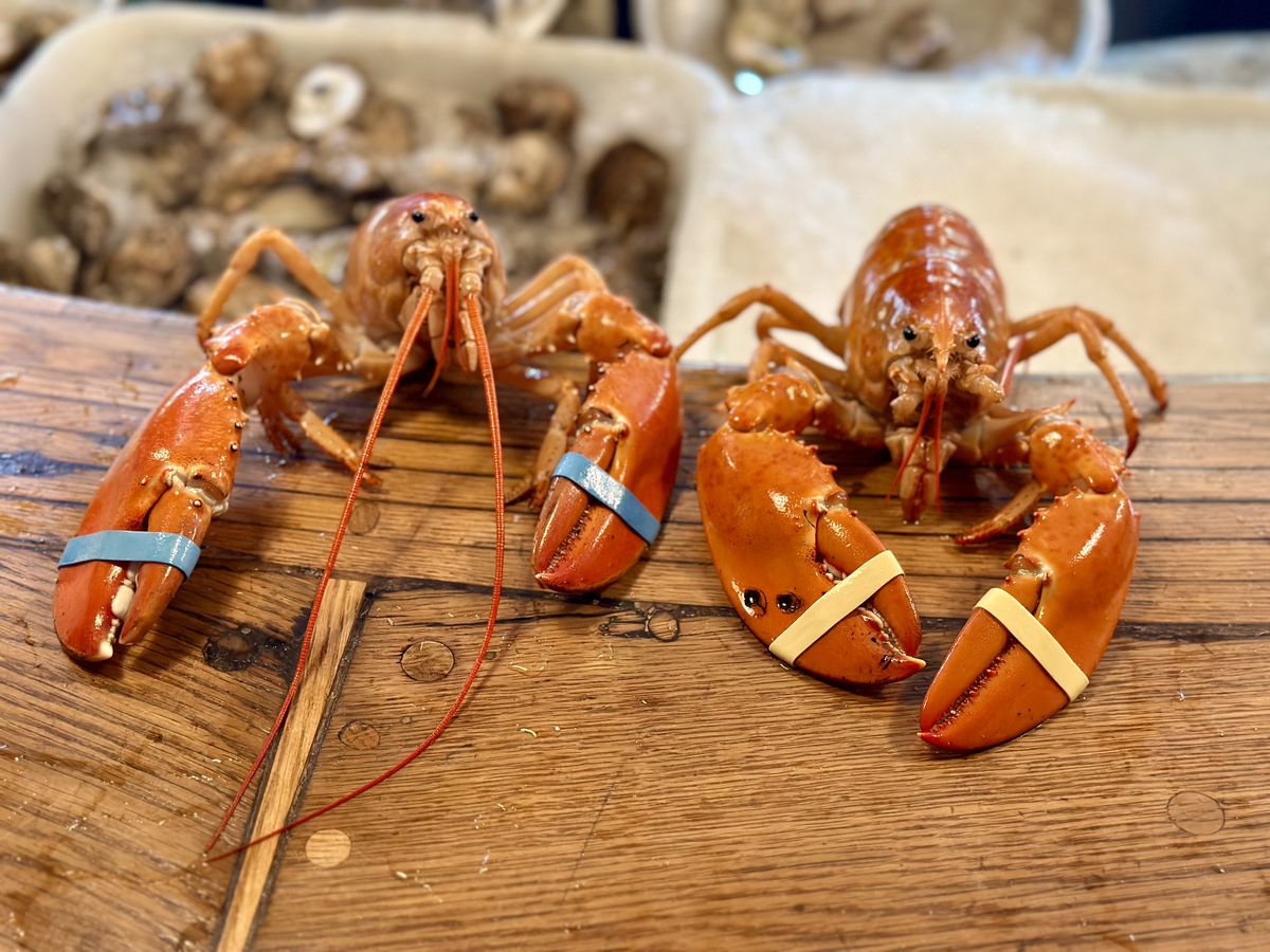 Two orange lobsters on a bar top. 