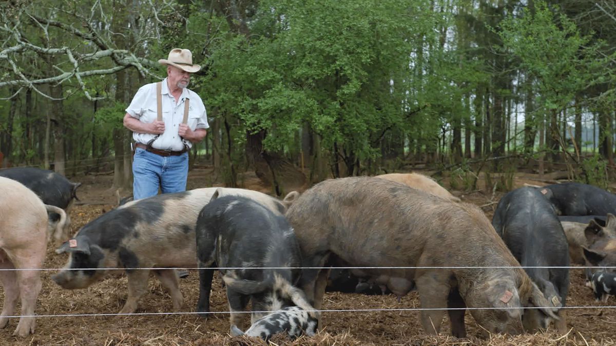 A farmer in a cowboy hat looks over a group of pigs.