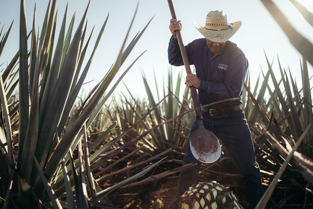 An image of a man working in an agave field