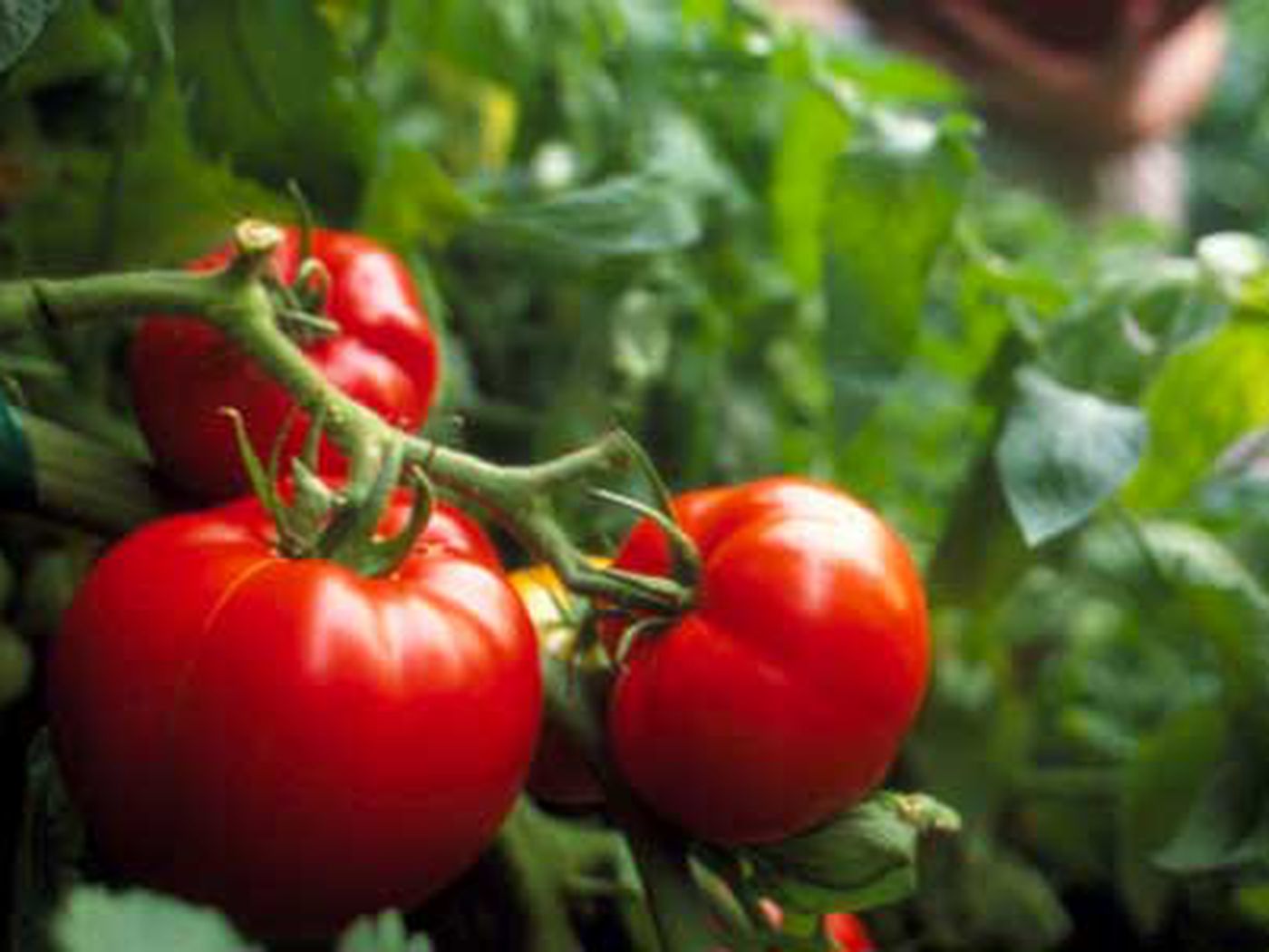 Prevent Disaster in Your Garden: Replace Tomato Support Strings Every Season