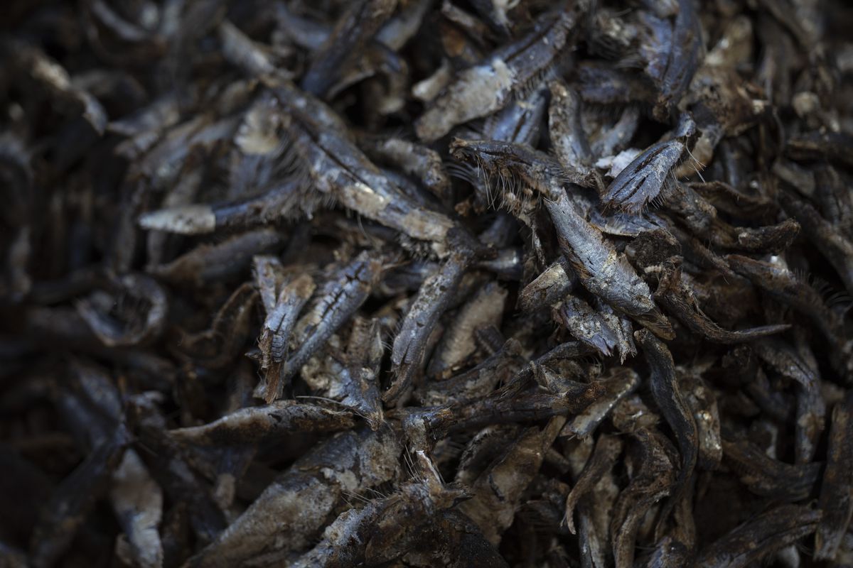 Smoked and processed fish is set in a basket after being cleaned and separated by female workers at a processing site on Bargny beach, 22 miles east of Dakar, Senegal, April 25, 2021.