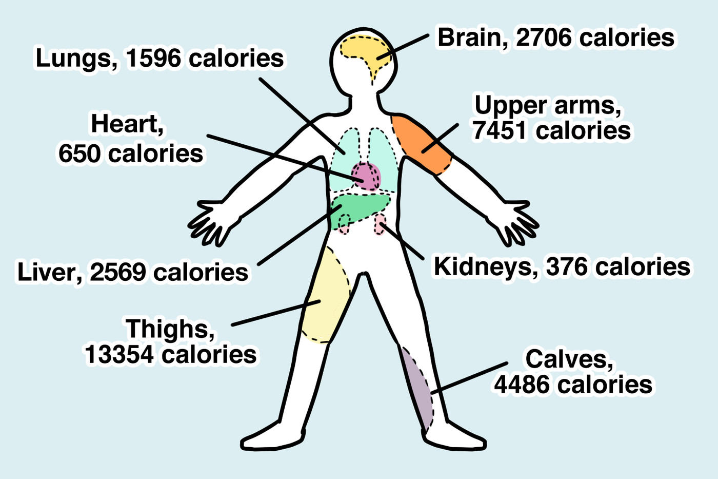 How Many Calories Is That Human A Nutritional Guide For