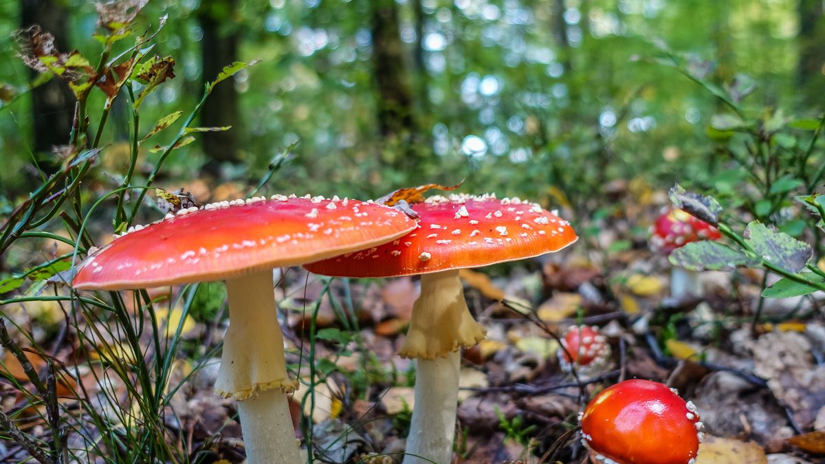 A close-up of red-capped mushrooms on a forest floor.