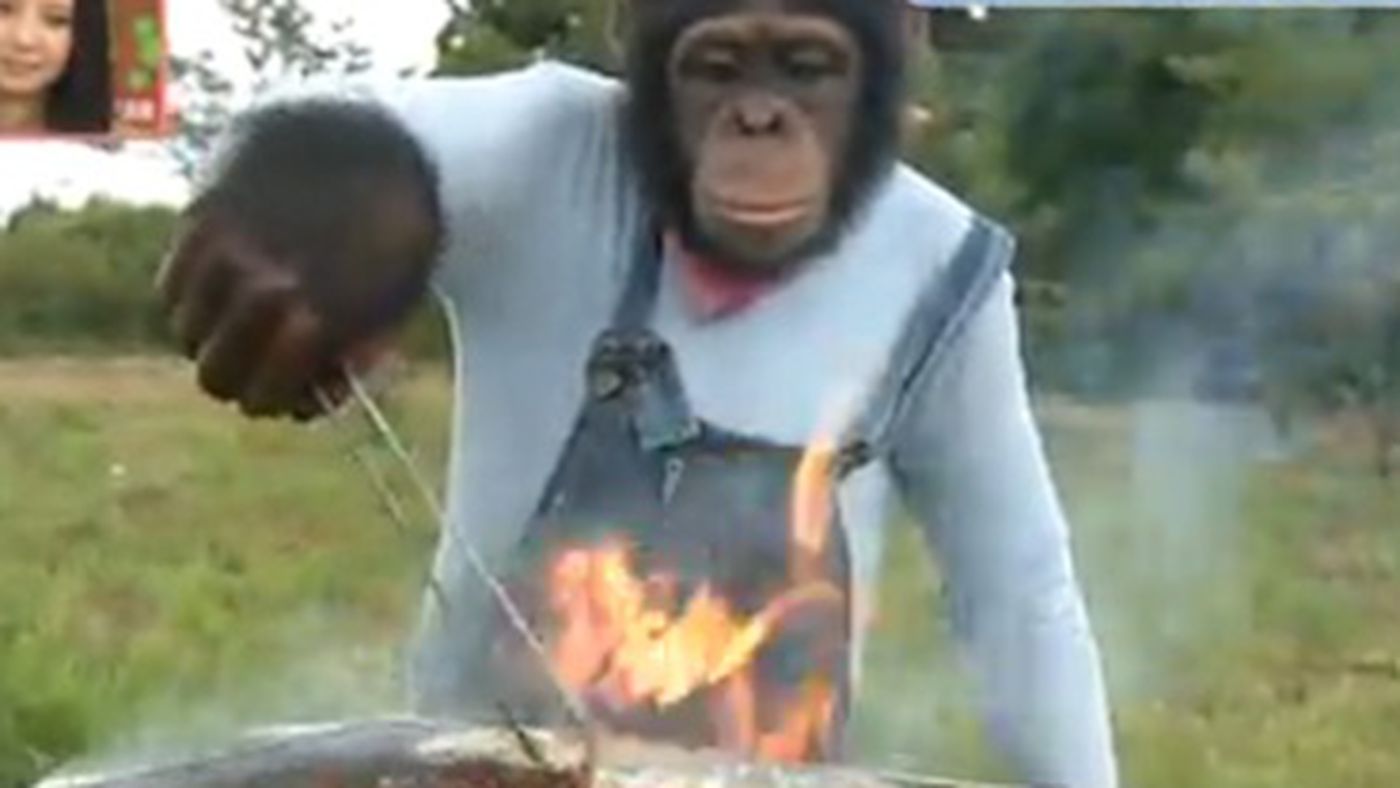 chimp-grills-fish.0.jpg