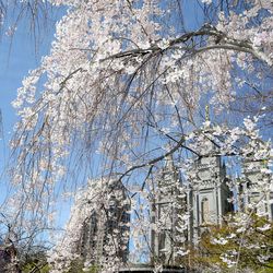 Temple Square's flowering trees are in bloom during the 187th Annual General Conference of The Church of Jesus Christ of Latter-day Saints in Salt Lake City on Saturday, April 1, 2017.