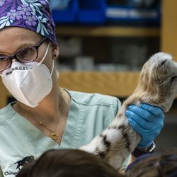 Dr. Lauren Kane, of the Chicago Zoological Society, helps prepare Malena, a 10-year-old endangered Amur tiger, for total hip replacement surgery at Brookfield Zoo, Wednesday, Jan. 27, 2021. The tiger has arthritis in her left hip.