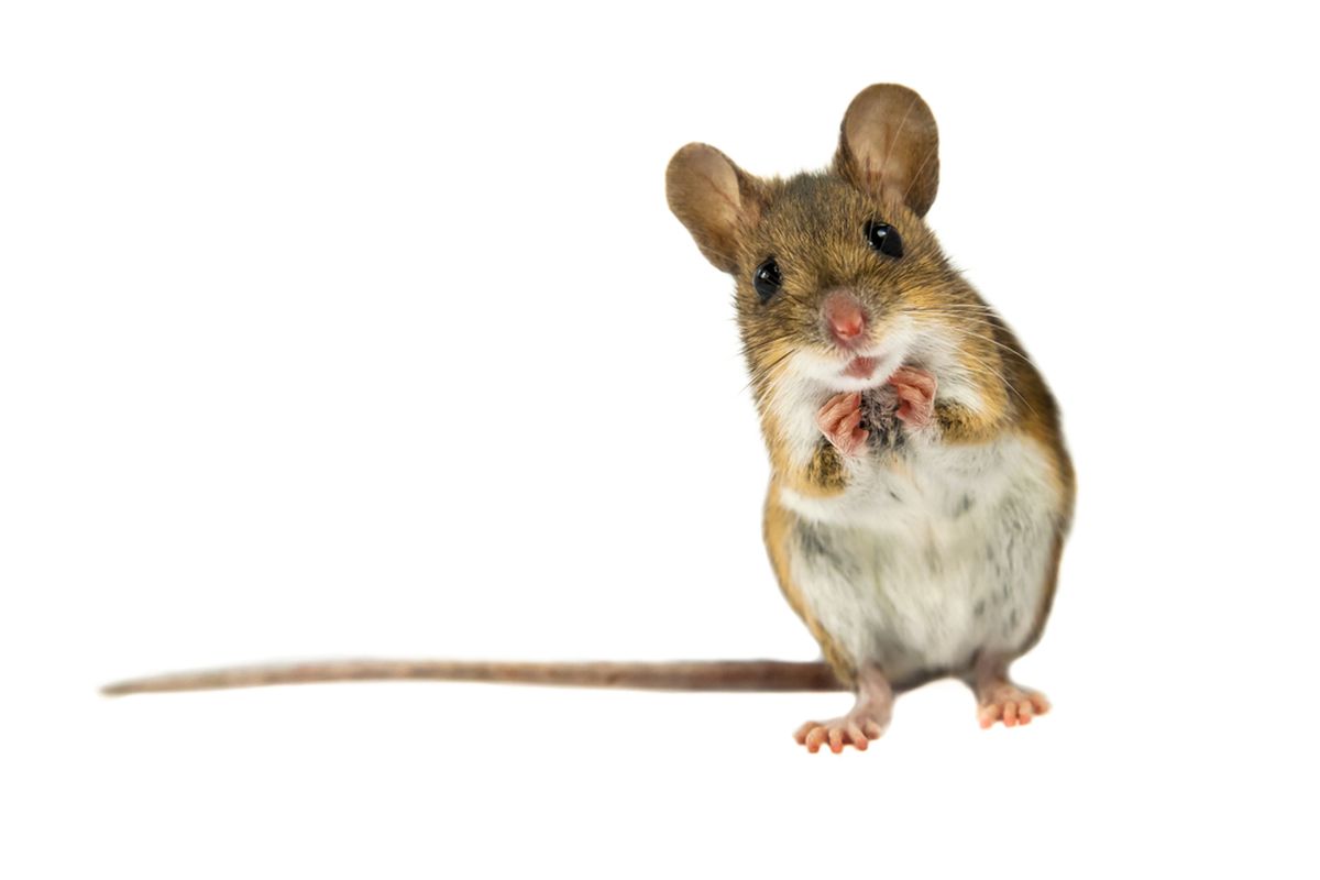 Too many mice are sacrificed for seriously flawed studies - Vox
