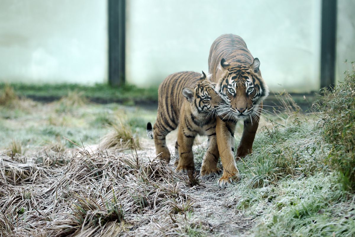 London Zoo Holds Its Annual Stocktake