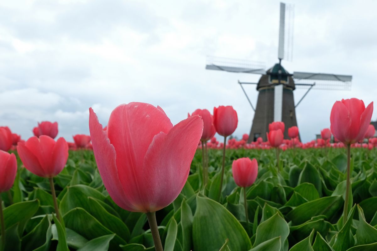 Tulip In Bloom In Netherlands