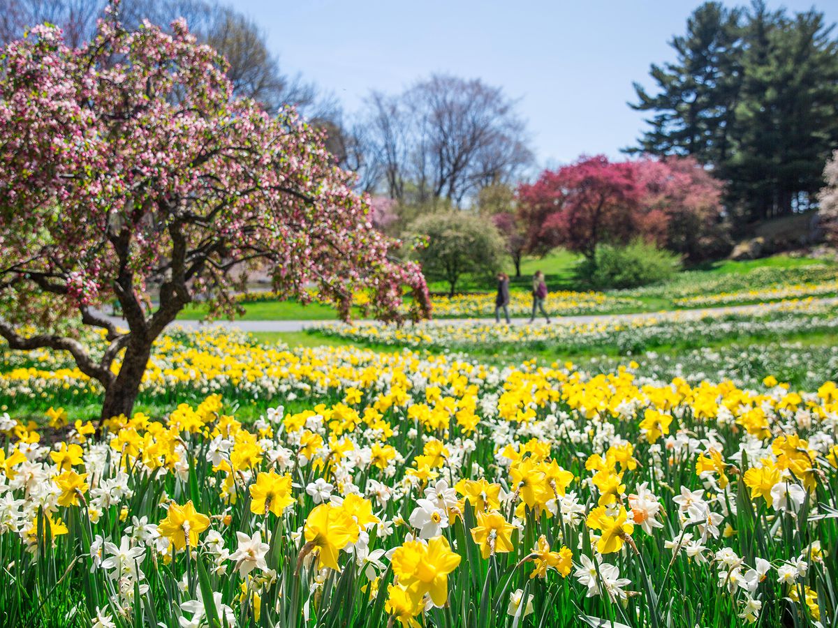 best nyc parks for seeing cherry blossoms in the spring - curbed ny