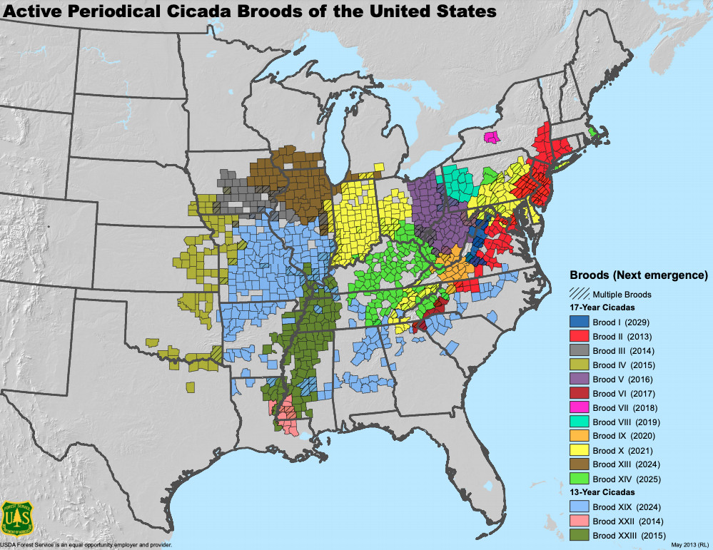 Cicada Brood X map 2021: When and where billions of the bugs will emerge - Vox