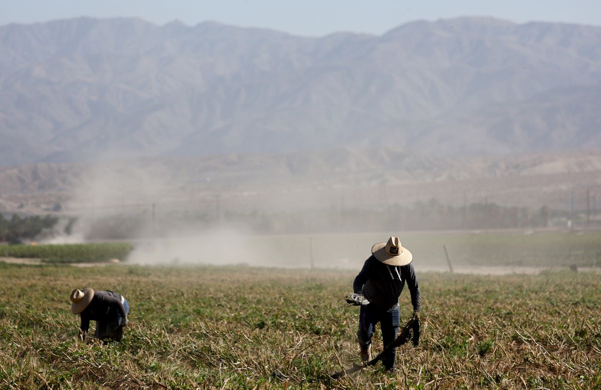 Two farm workers in an okra field in California in 2022.