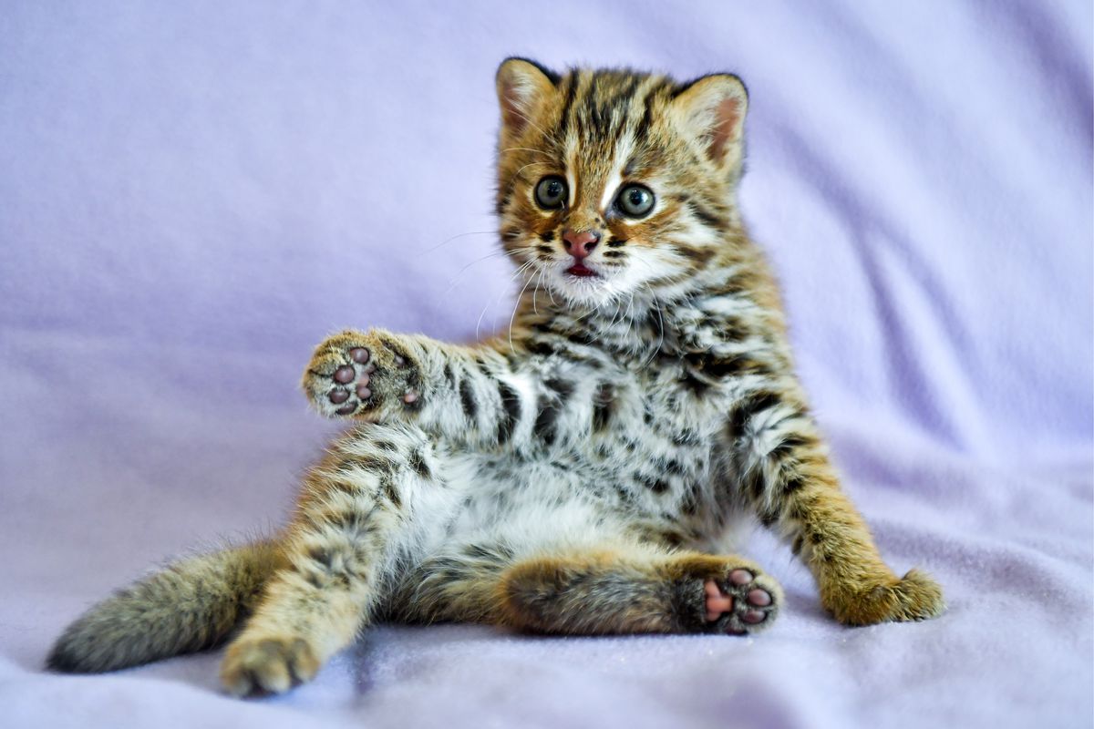 A month-old Amur leopard cat