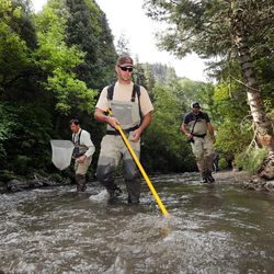 Utah Division of Wildlife Resources employees Mike Slater and Stuart Bagley use electrification tools to identify fish mortality in the American Fork River below Tibble Fork Dam on Tuesday, Aug. 23, 2016. The Utah Division of Water Quality is continuing to negotiate with the North Utah County Water Conservancy District for the Aug. 20 sediment release from the Tibble Fork Dam that killed numerous fish and deposited large amounts of metals-laden material into the American Fork River.