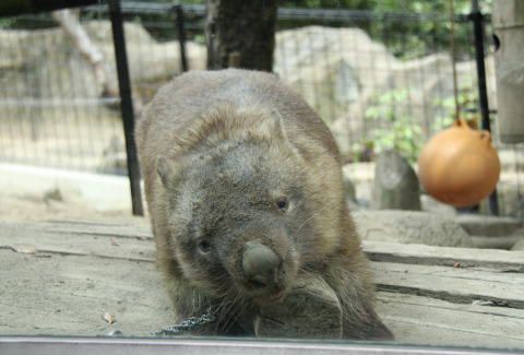 Chewbacca the Wombat