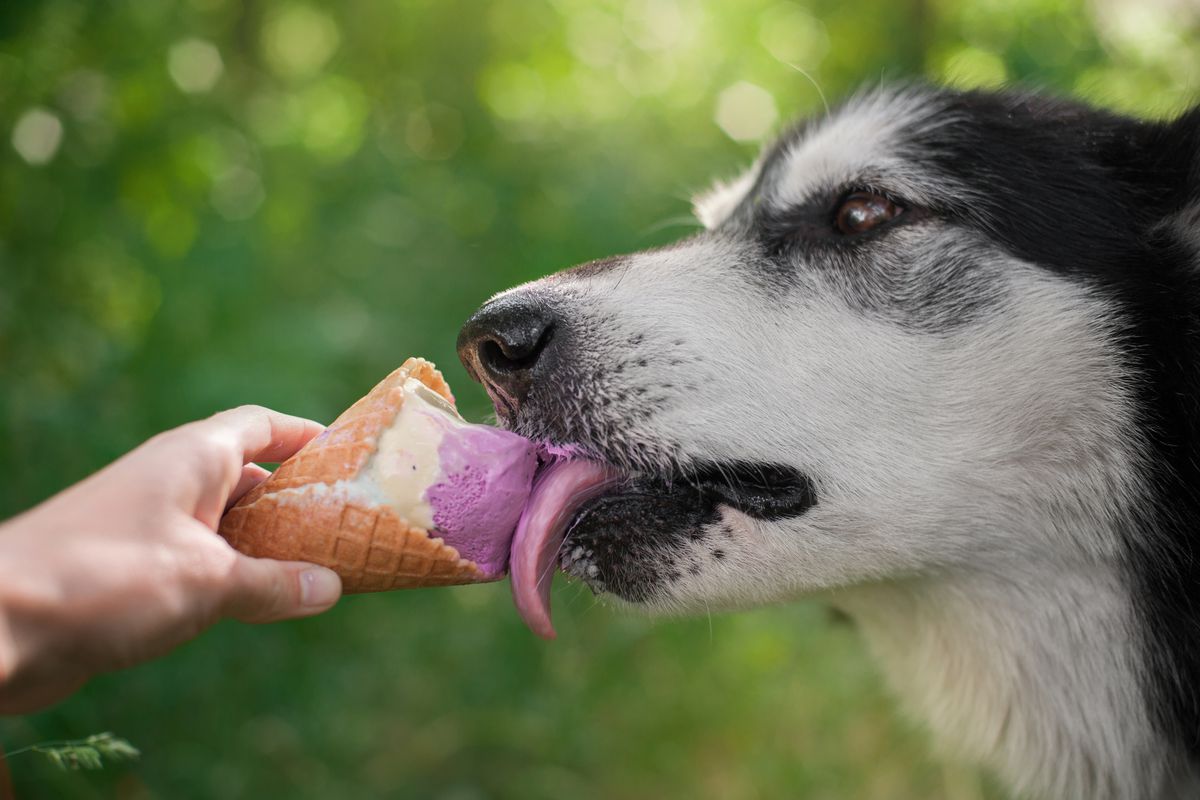 With a background of green foliage, an adult husky licks at raspberry-pink and white ice cream in a waffle cone, being held by a person’s hand.