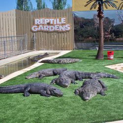 Reptile Gardens Alligator Show.
