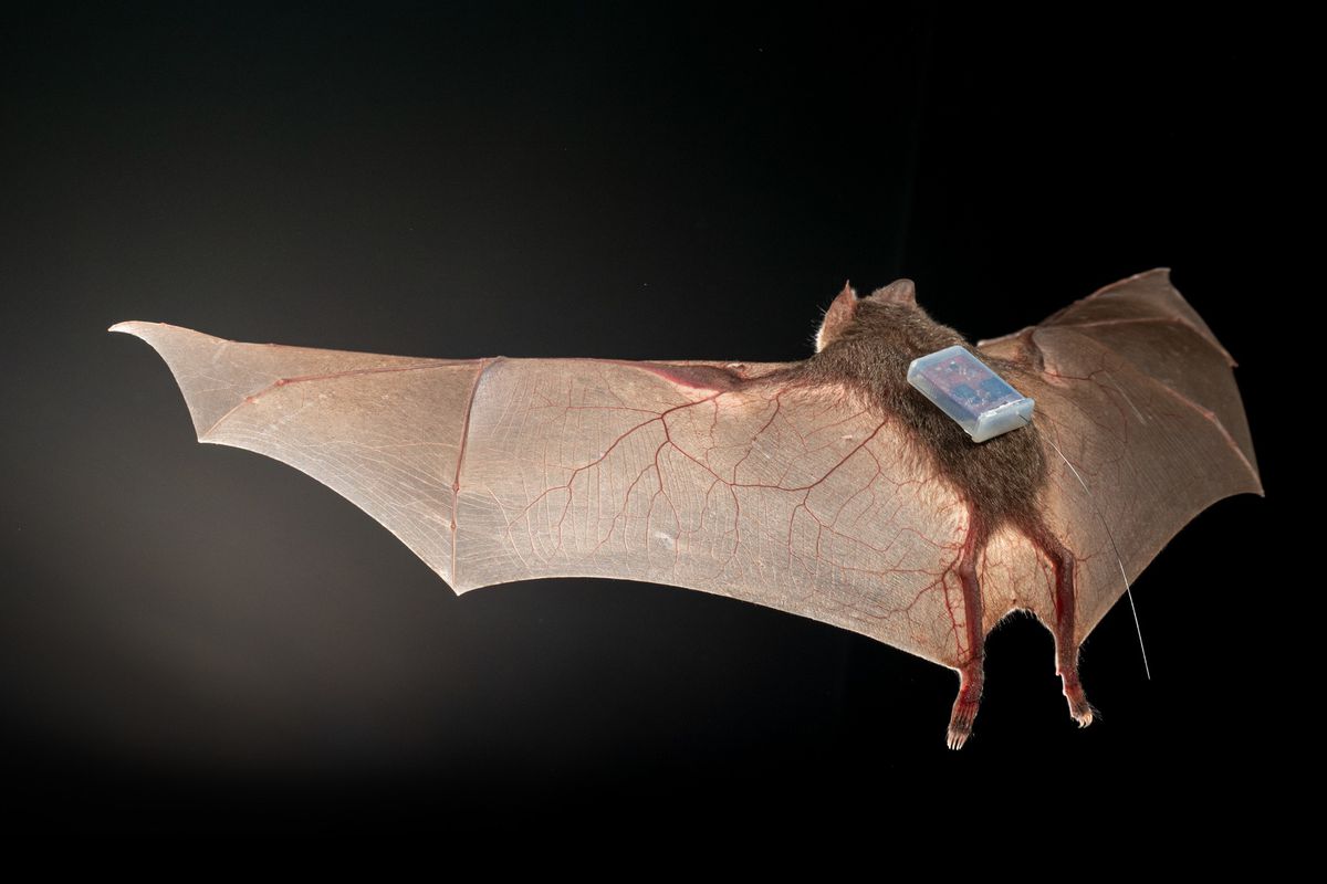 A small bat with its wings spread in flight against a dark background. On its back is a sensor that looks like a little battery pack.