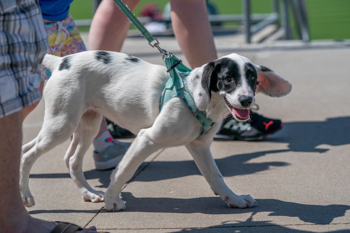 Profile view of a puppy in a seafoam green harness, being walked on a leash. It is white with a few black spots, including one big spot over each eye. Its paws are very large.
