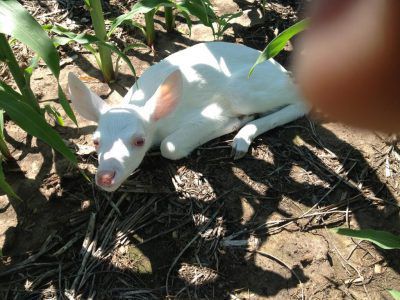 An apparent albino fawn spotted Sunday in centrail Illinois.<br>Provided/Curt Pazdro