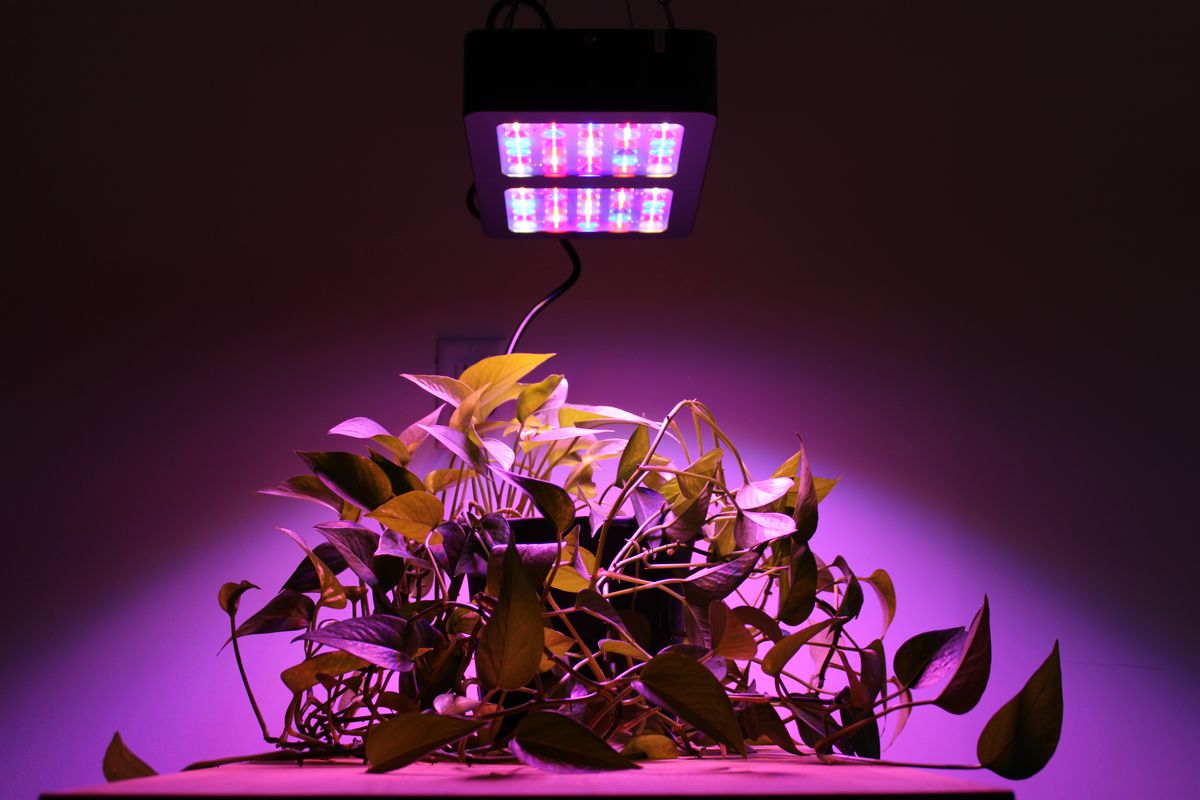 The 5 Best LED Grow Lights (2022 Review) - This Old House