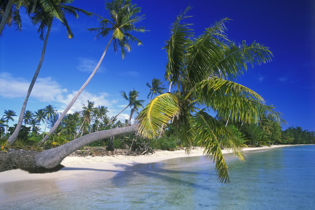 Palm tree leaning over white sand and ocean; Tahiti, French Polynesia
