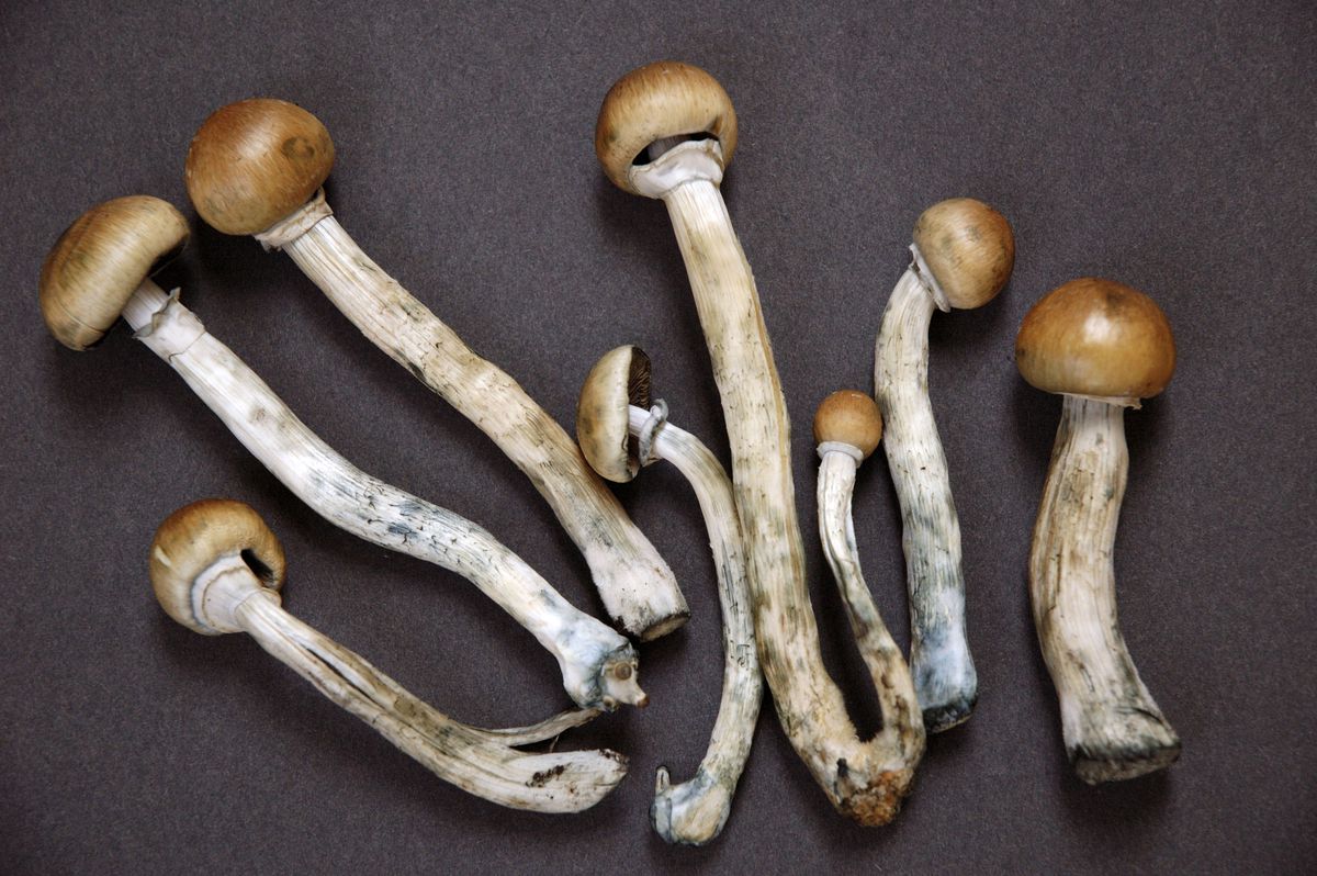 Psychedelic mushrooms.