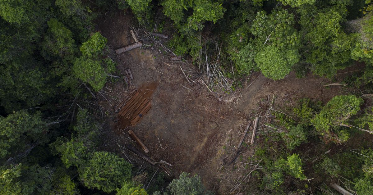 Lula’nın Brezilya’daki zaferi Amazon yağmur ormanları ve iklim değişikliği için ne anlama geliyor?