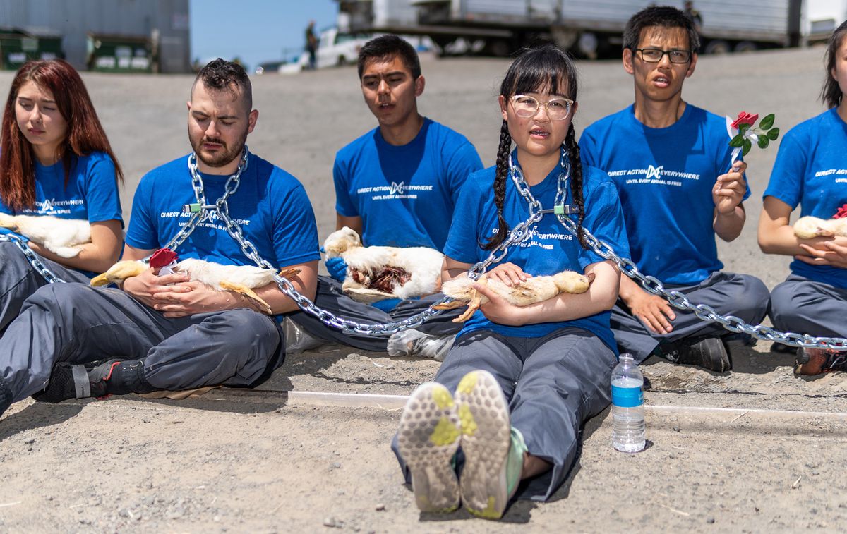 a row of activists sit on the ground cradling dead ducks in their arms.