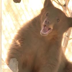 The Utah Division of Wildlife Resources is currently taking care of six young bears that recently became orphaned. The bears will live for the next several weeks at Utah State University's Predator Research Facility and will be released in the areas they were found in October or November. In Millville, Cache County, Monday, Aug. 28, 2017.