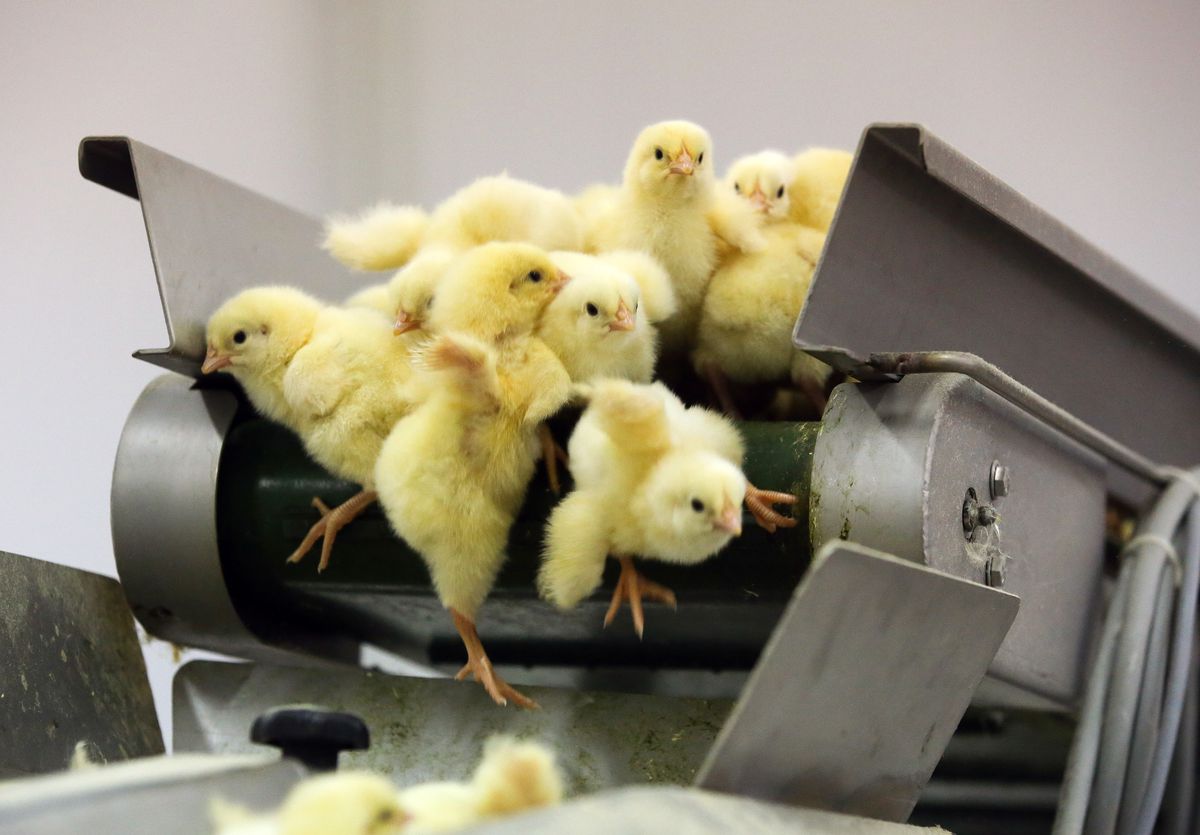 Chicks falling off the end of a conveyor belt.