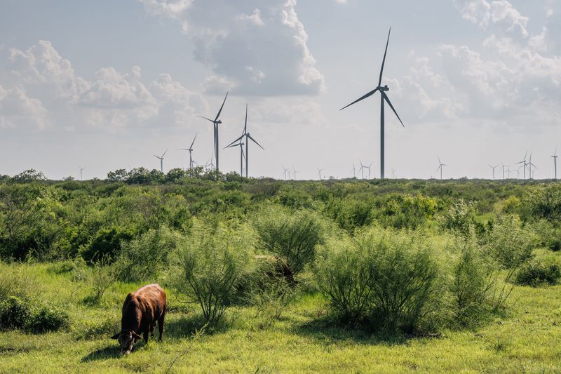 A brown cow eats grass in a field. Wind turbines stand scattered in the background.