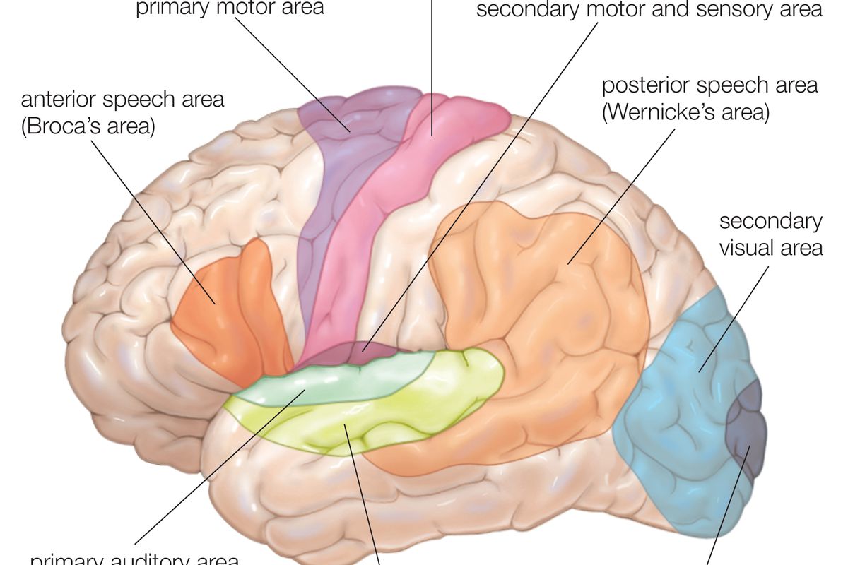 Diagram Of The Lateral View Of The Human Brain, Showing The Functional Areas (Motor, Sensory, Auditory, Visual, And Speech).