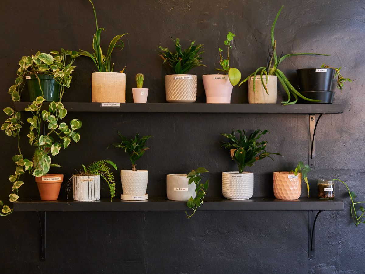 Two shelves of indoor plants in front of a slate gray wall.