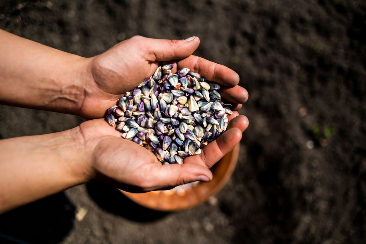 Cupped hands hold a pile of blue corn over a plot of dirt