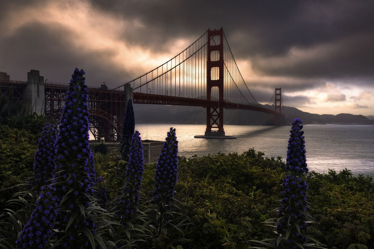 Black clouds over the Golden Gate bridge, with lupus flowers blossoming in the foreground.