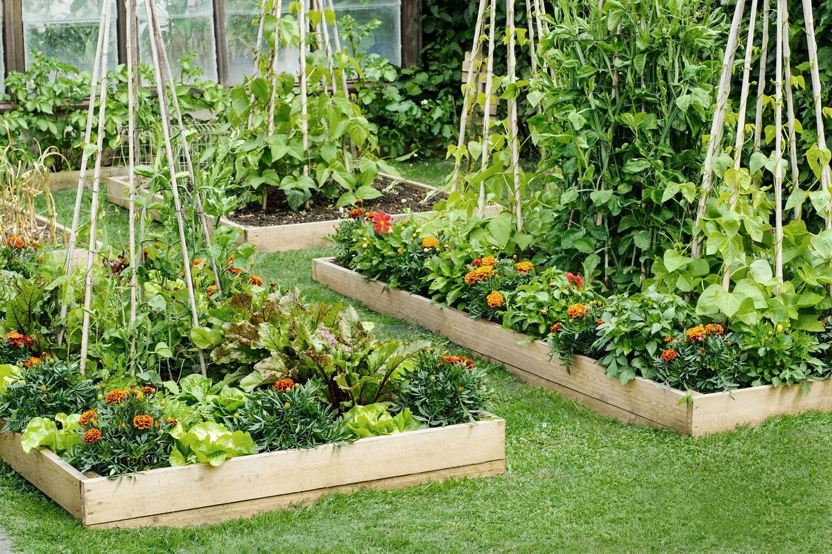 Vegetables in raised garden bed