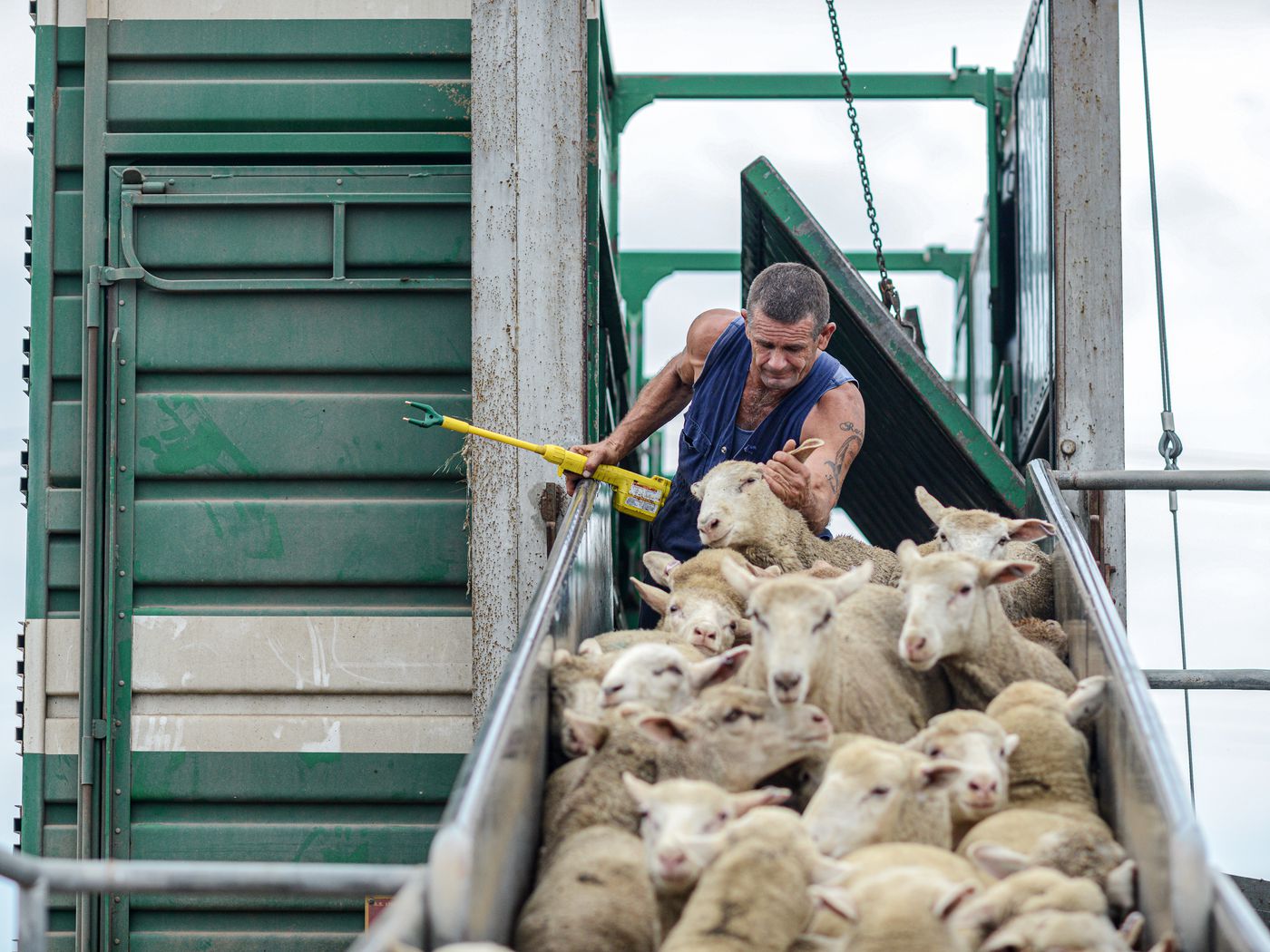 Europe's cruel live farm animal trade, explained - Vox